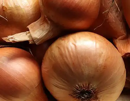 Tipos de cebola - cebola amarela