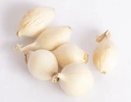 Tipos de cebola - cebola pérola