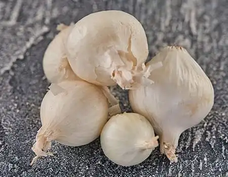 Tipos de cebola - chalota