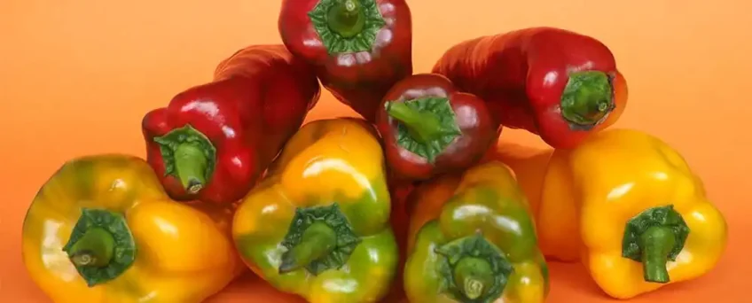diferença entre pimentão verde e amarelo e vermelho